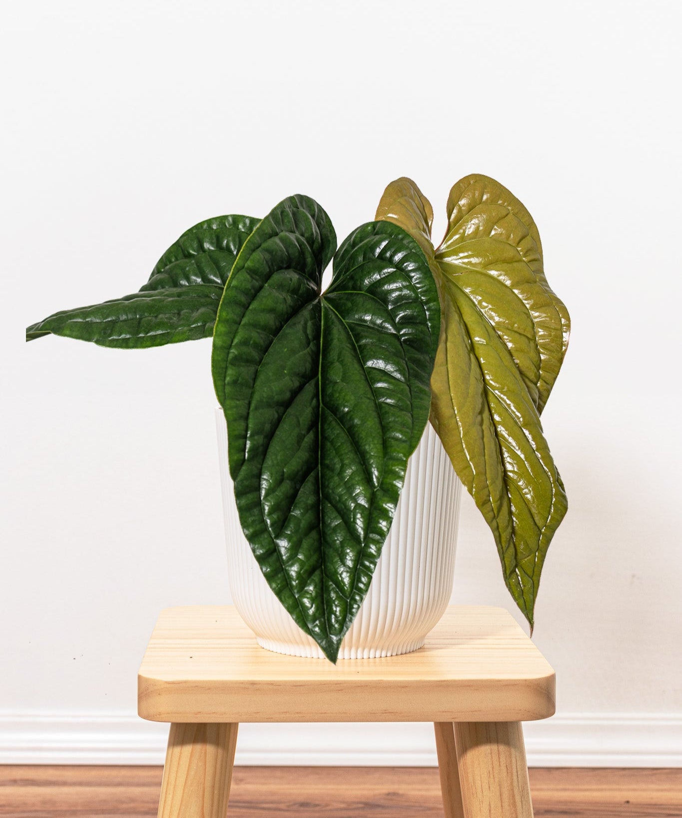 anthurium luxurians x radicans Anthurium Radicans x Luxurians