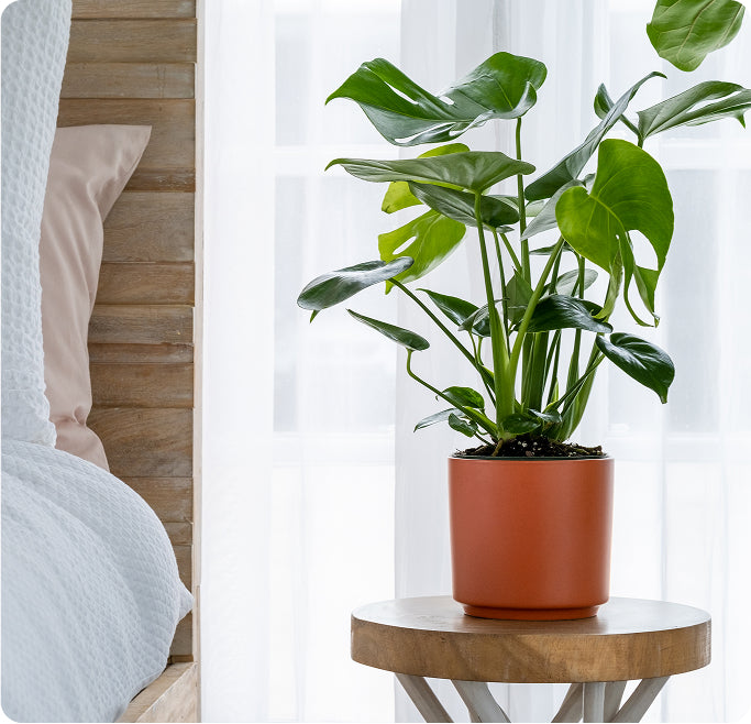 Shop United Nursery