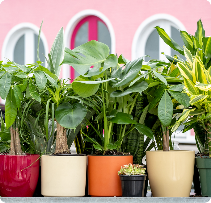 Shop United Nursery