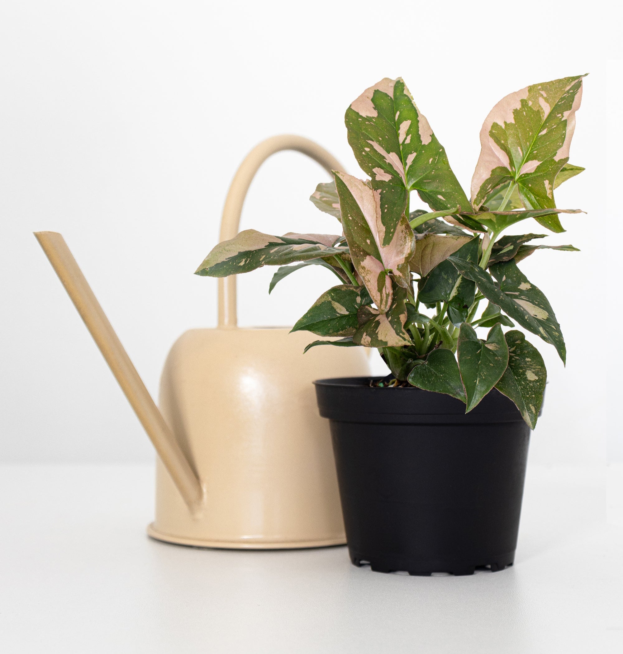 tricolor plant indoors Syngonium Tricolor The Statement Piece Your Shelf Needs