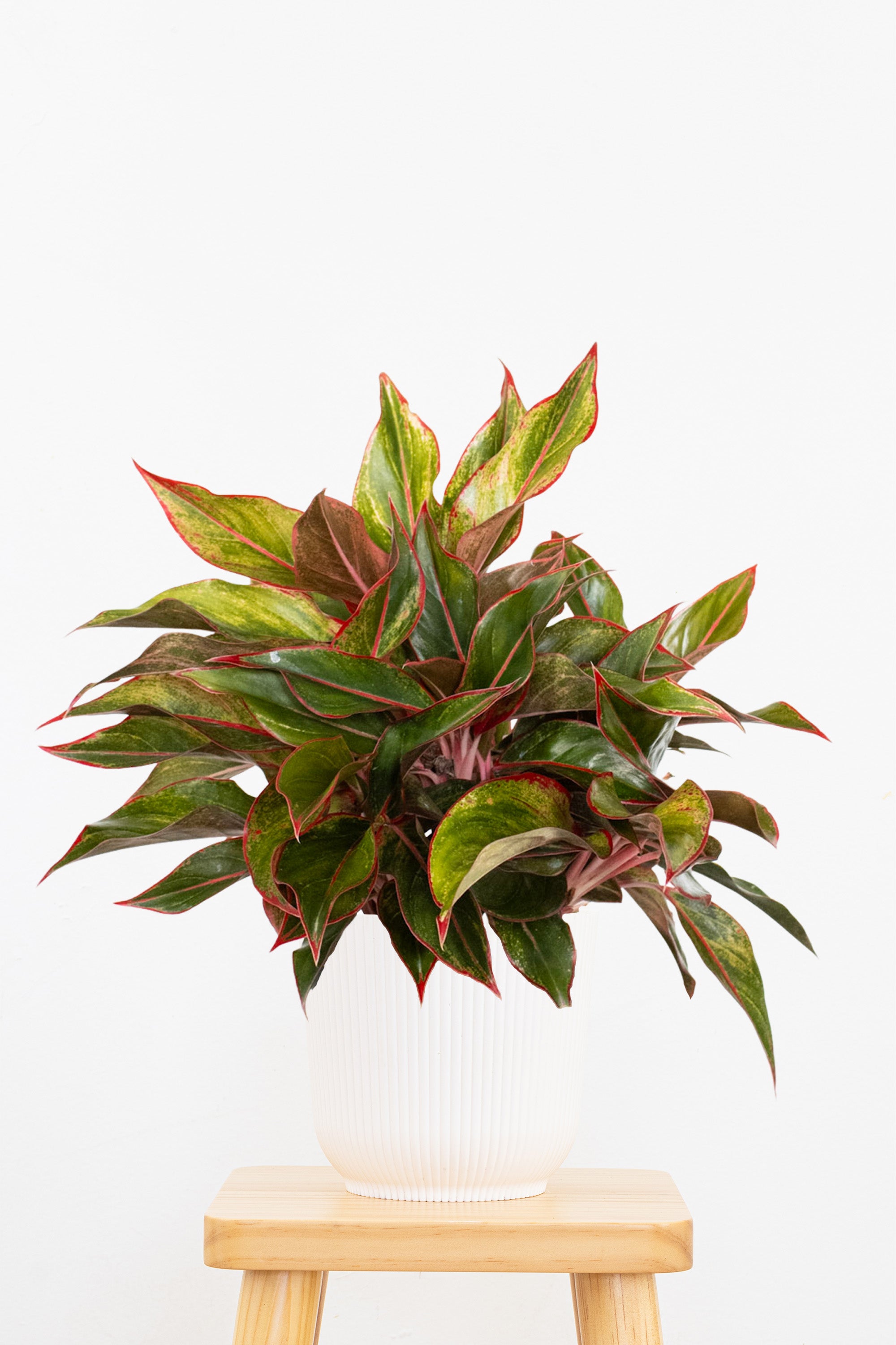aglaonema red siam plant care Aglaonema Siam Aurora Plant in 6 in Decor Pot