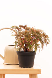 Begonia Bipinnatifida