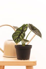 Alocasia Dragon Scale