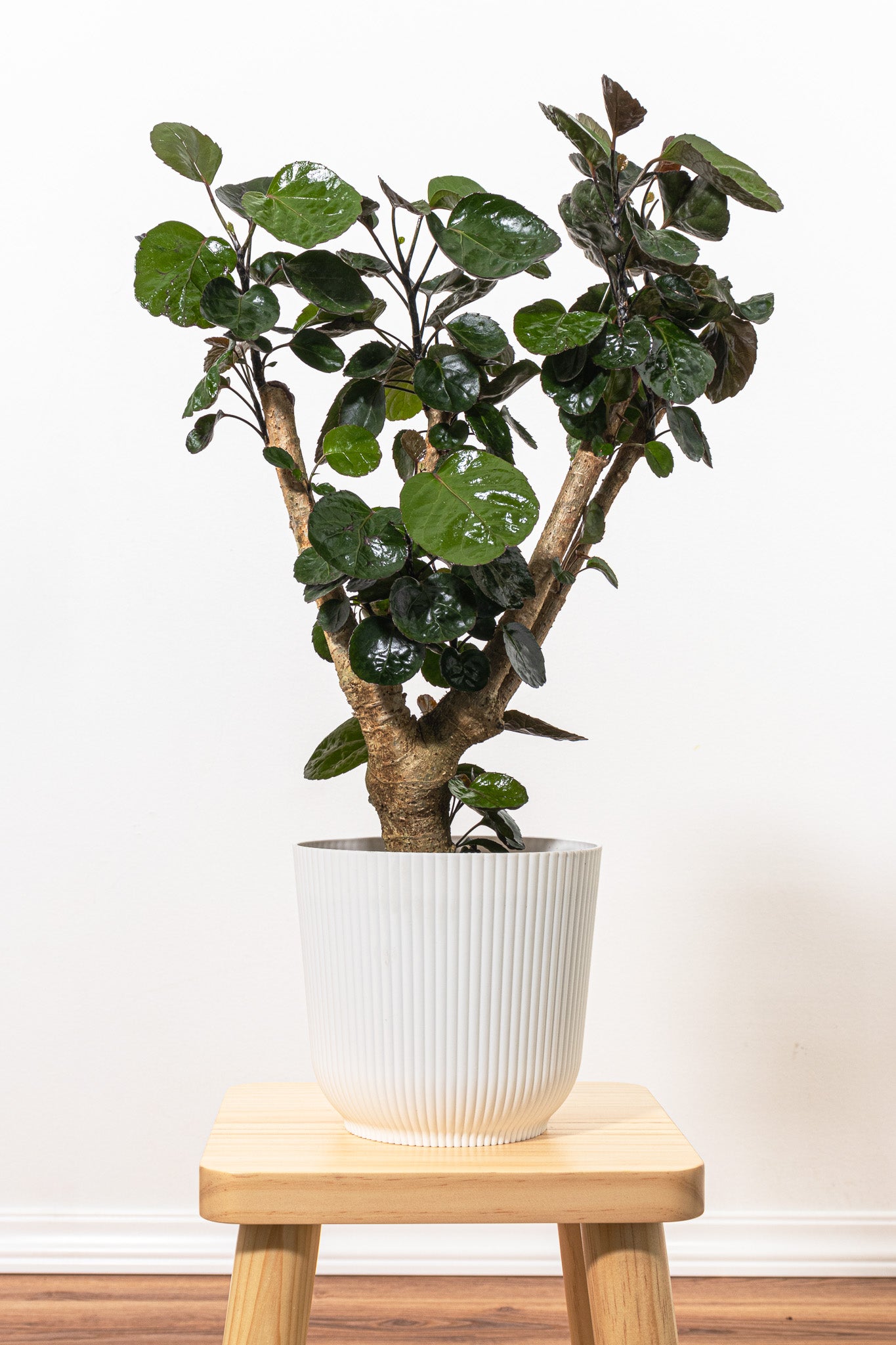 Aralia Fabian, Plant in 6 Inch Decor Pot