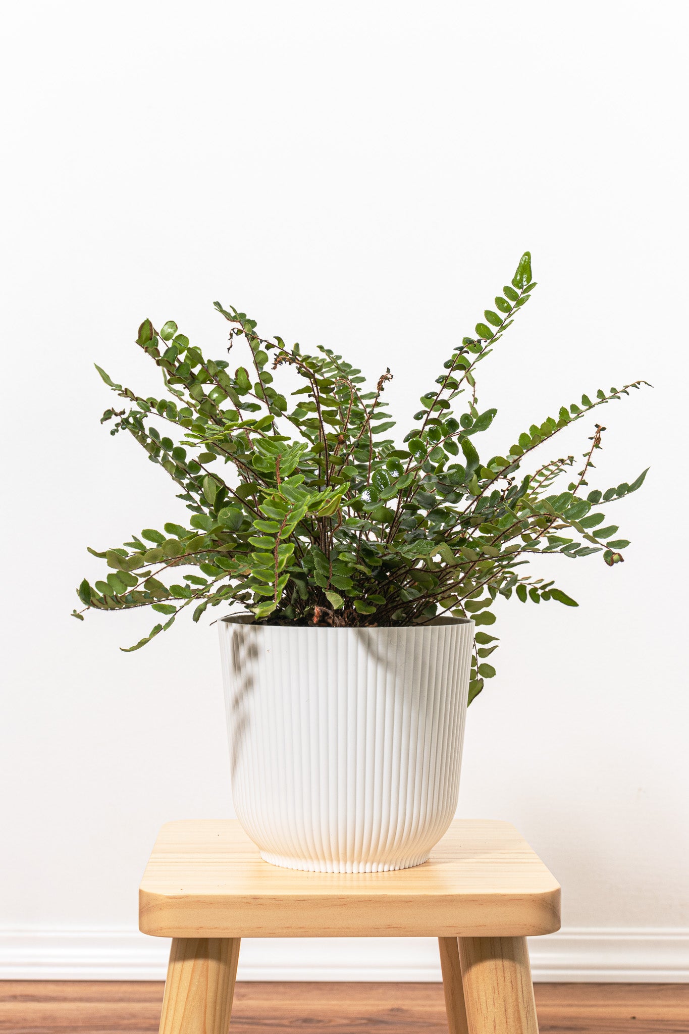 pot for fern plant Lemon Button Fern Plant in 6 inches Decor Pot
