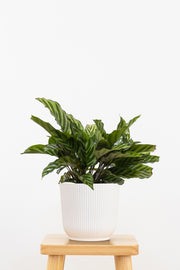 Calathea Freddie