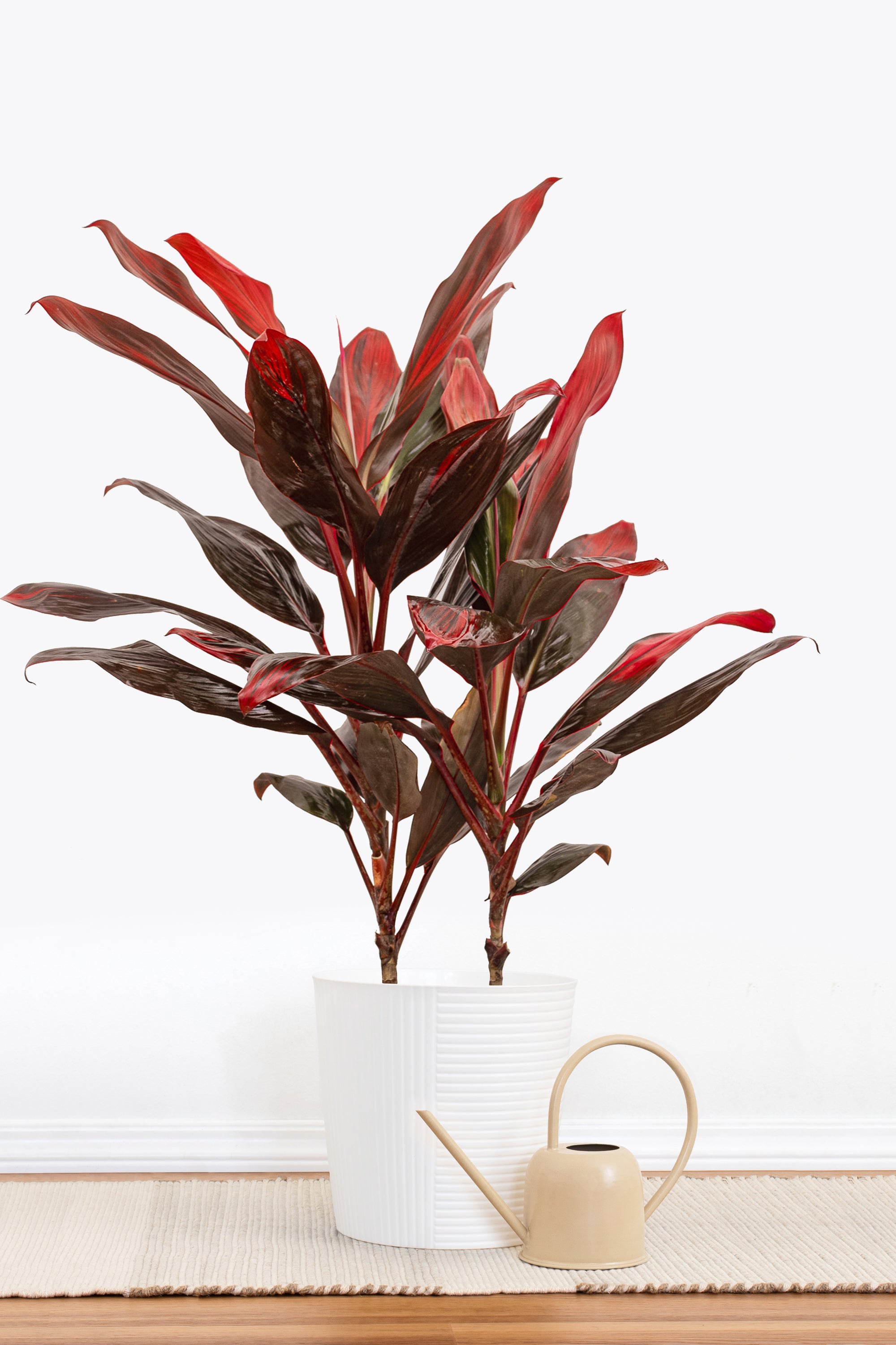 Red Sister Cordyline Plant in 10 Inch Decor Pot