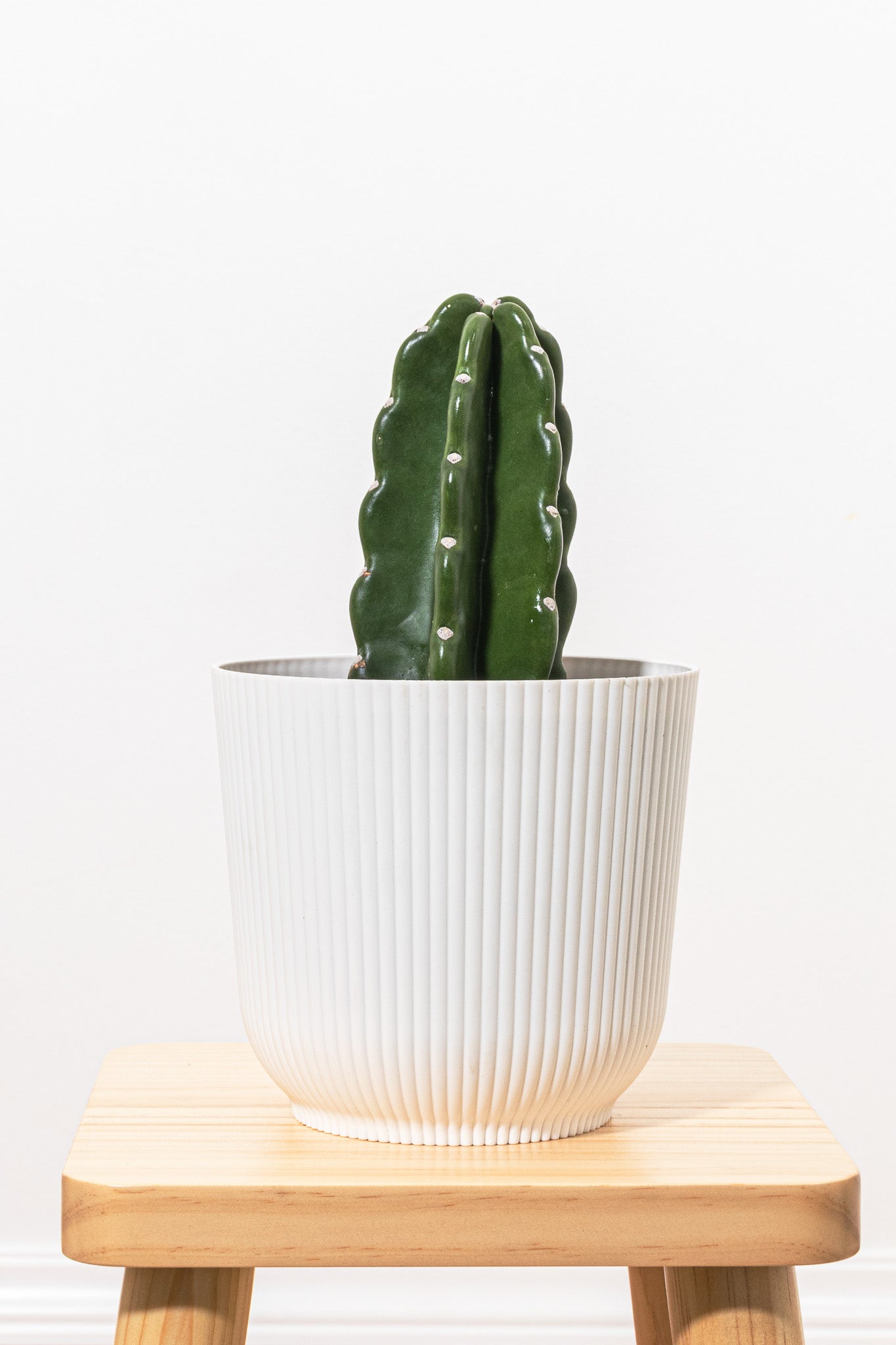 soft cactus succulent Cuddly Cactus, Plant in 6 Inches Decor Pot