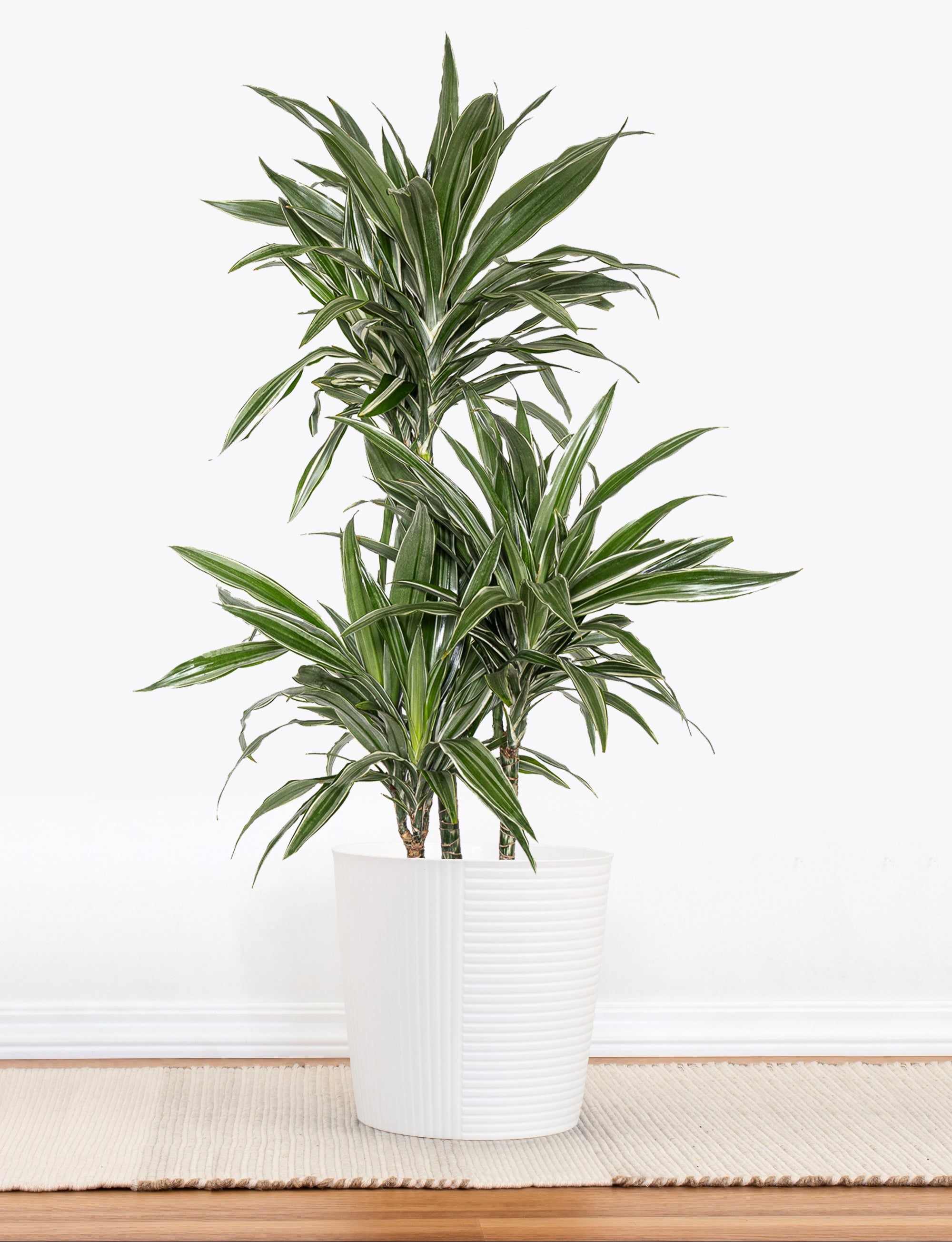 dracaena deremensis war plant United Nursery 10 in. Dracaena Warneckii Plant in White Decor Pot