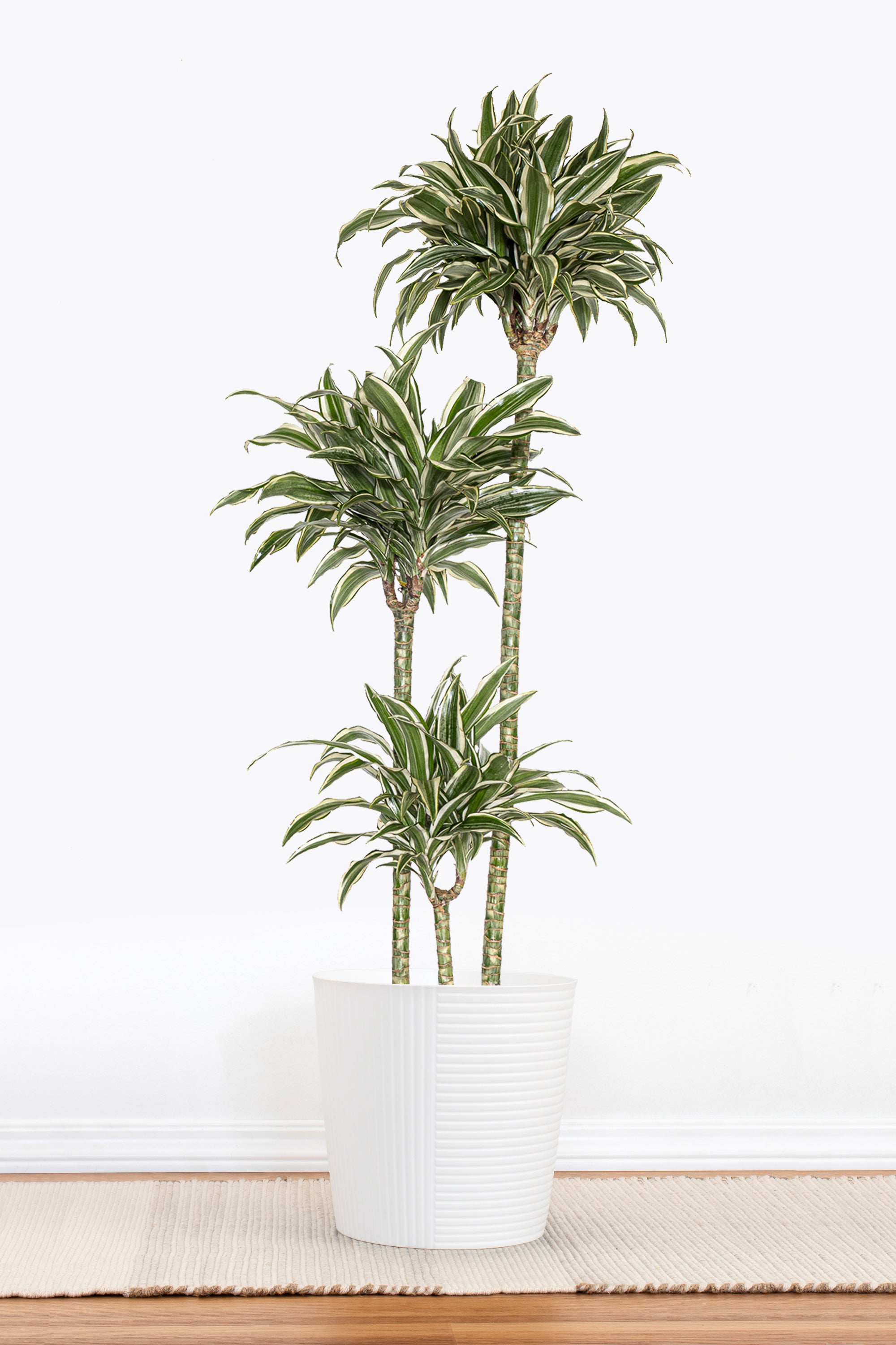 dracaena fragrans white jewel United Nursery 10 in. Dracaena Warneckii Plant Compacta in White Decor Pot