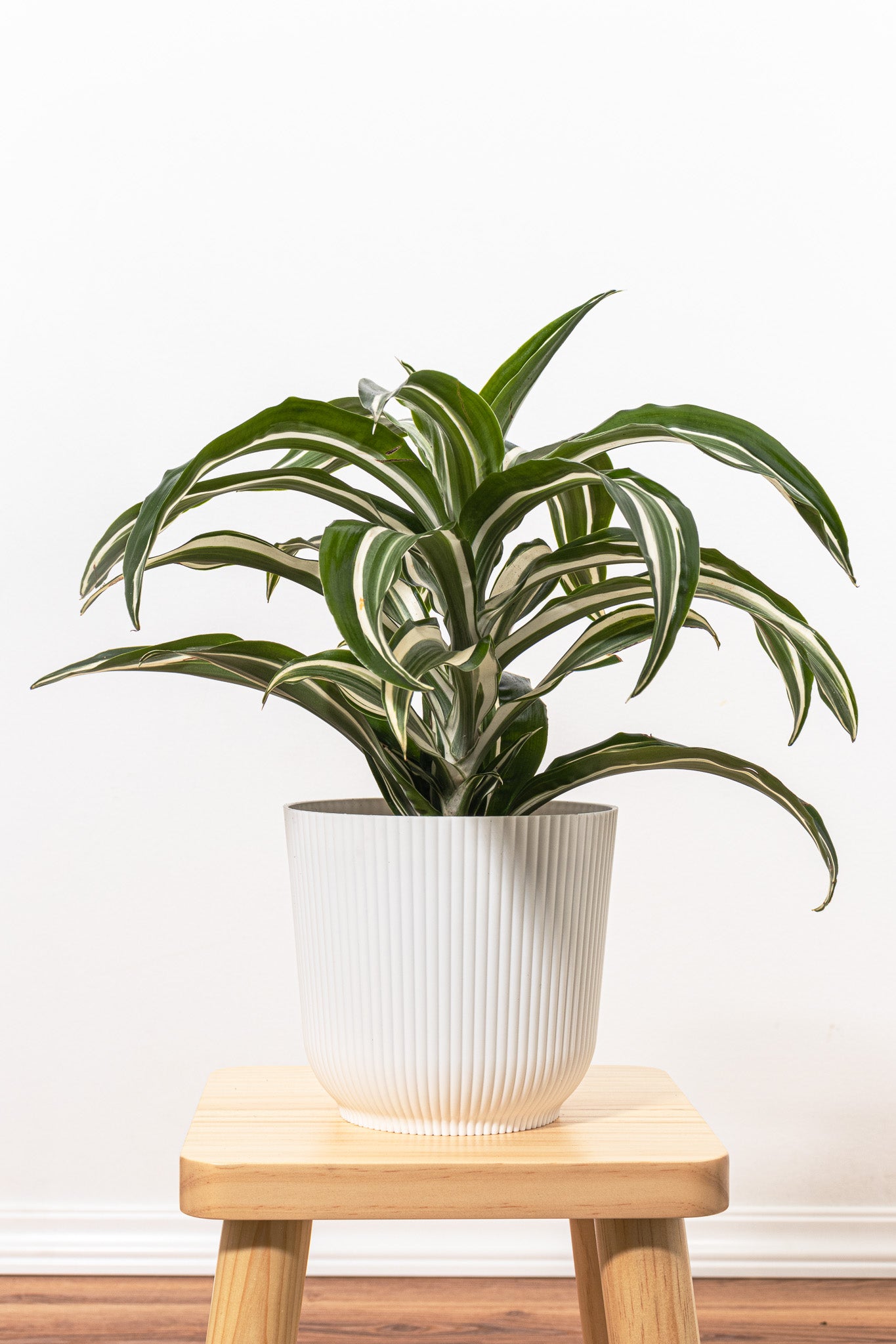 dracaena green jewel plant care Dracaena Jade Jewel | 6" Pot | Easy Care Houseplant