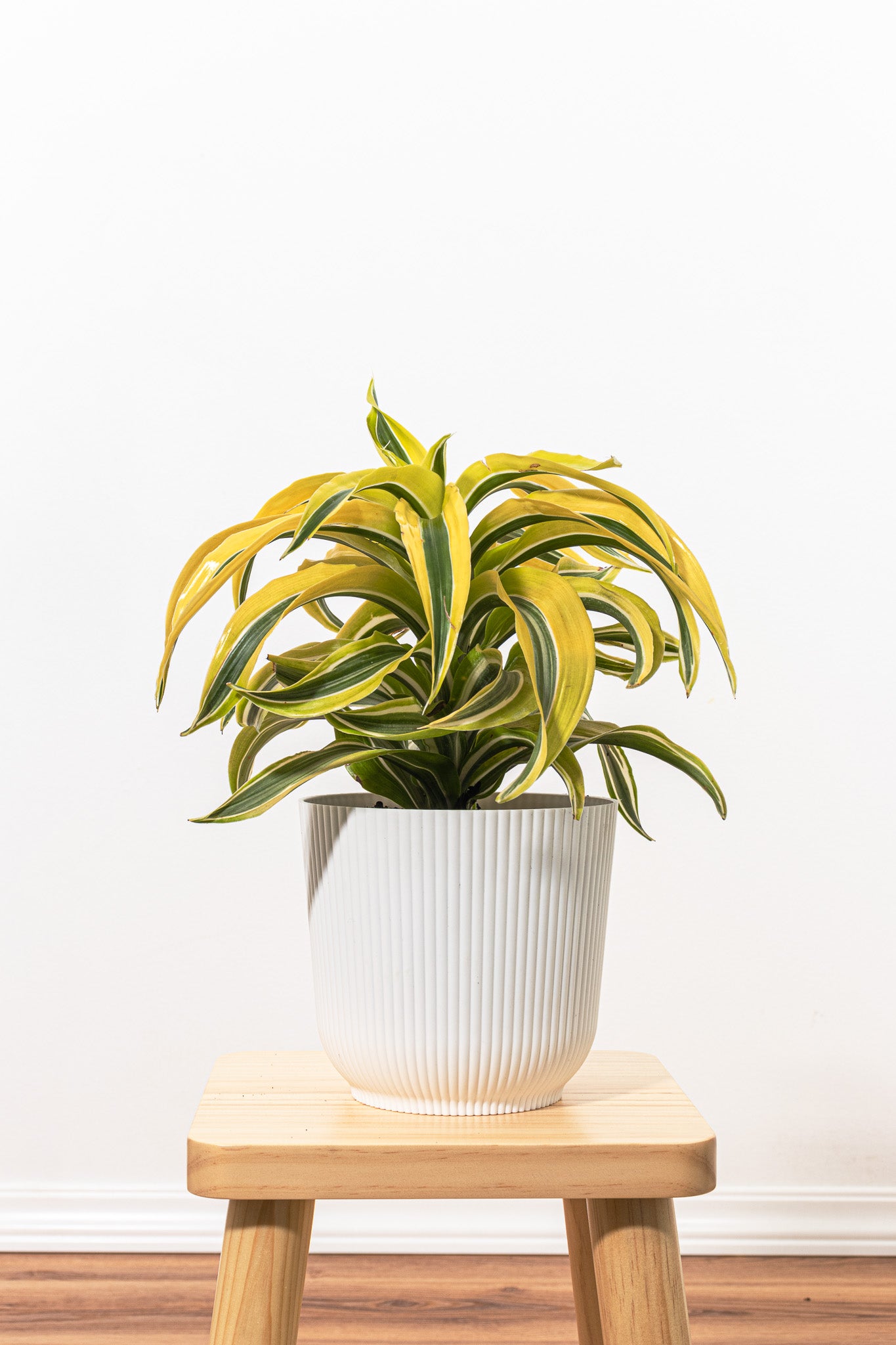 yellow and green dracaena Dracaena ‘Lemon Surprise’ 6"