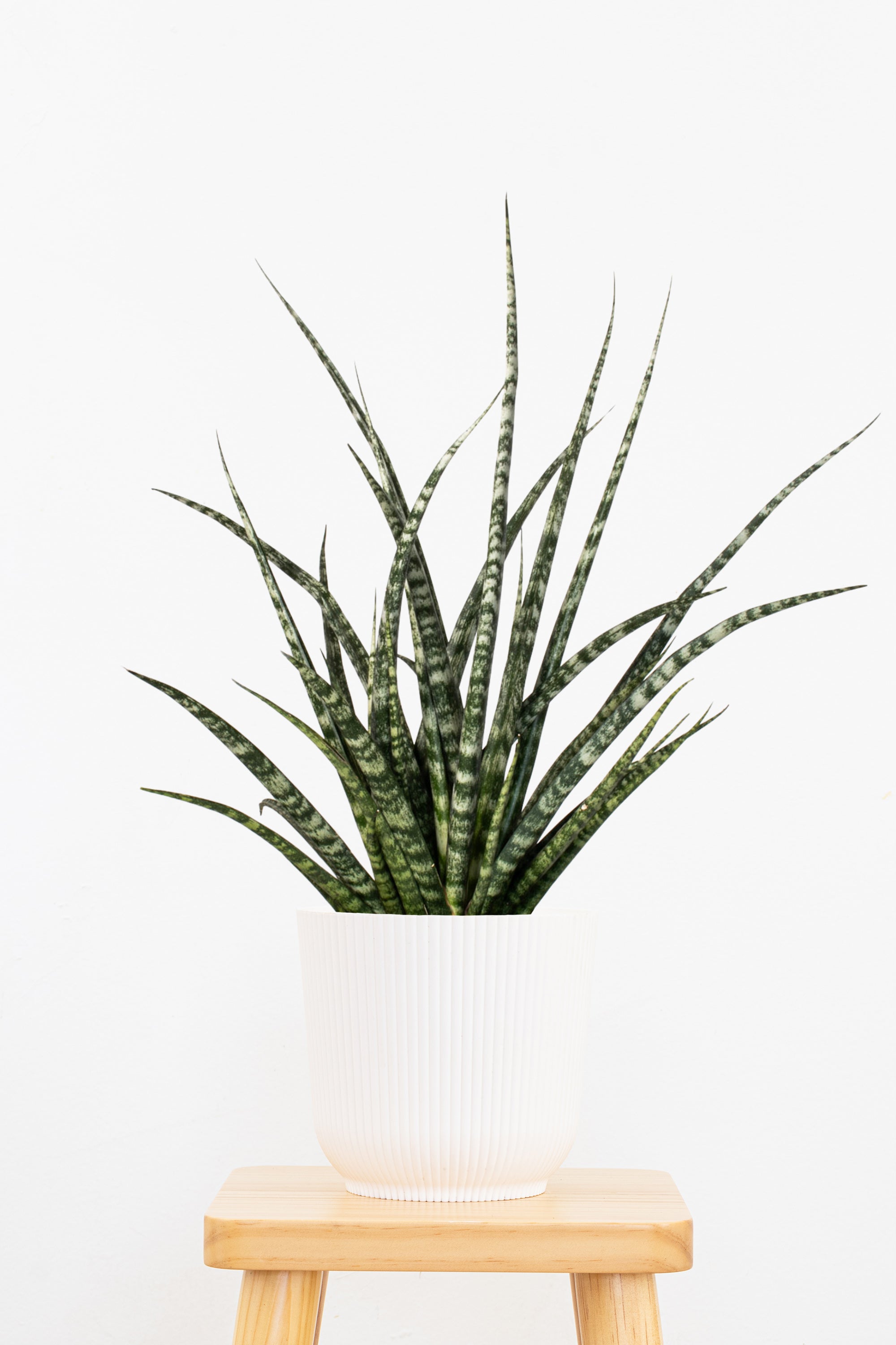 Sansevieria Fernwood Mikado Plant in 6 in Decor Pot