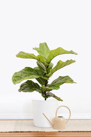 Fiddle Leaf Fig