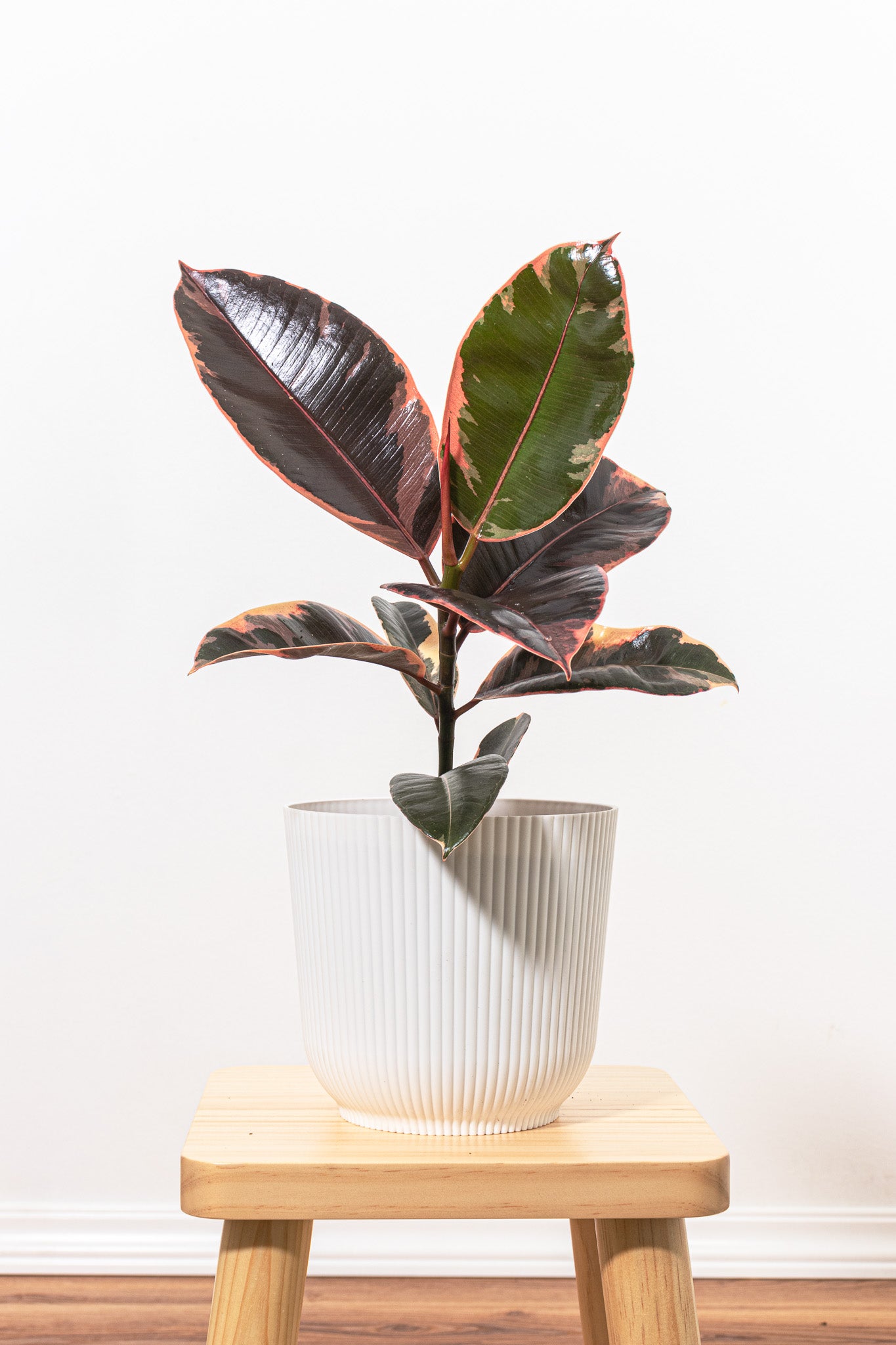rubber tree belize vs ruby Ficus Elastica Ruby Rubber Plant in 6-in Decor Pot