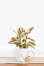 Ficus Tineke