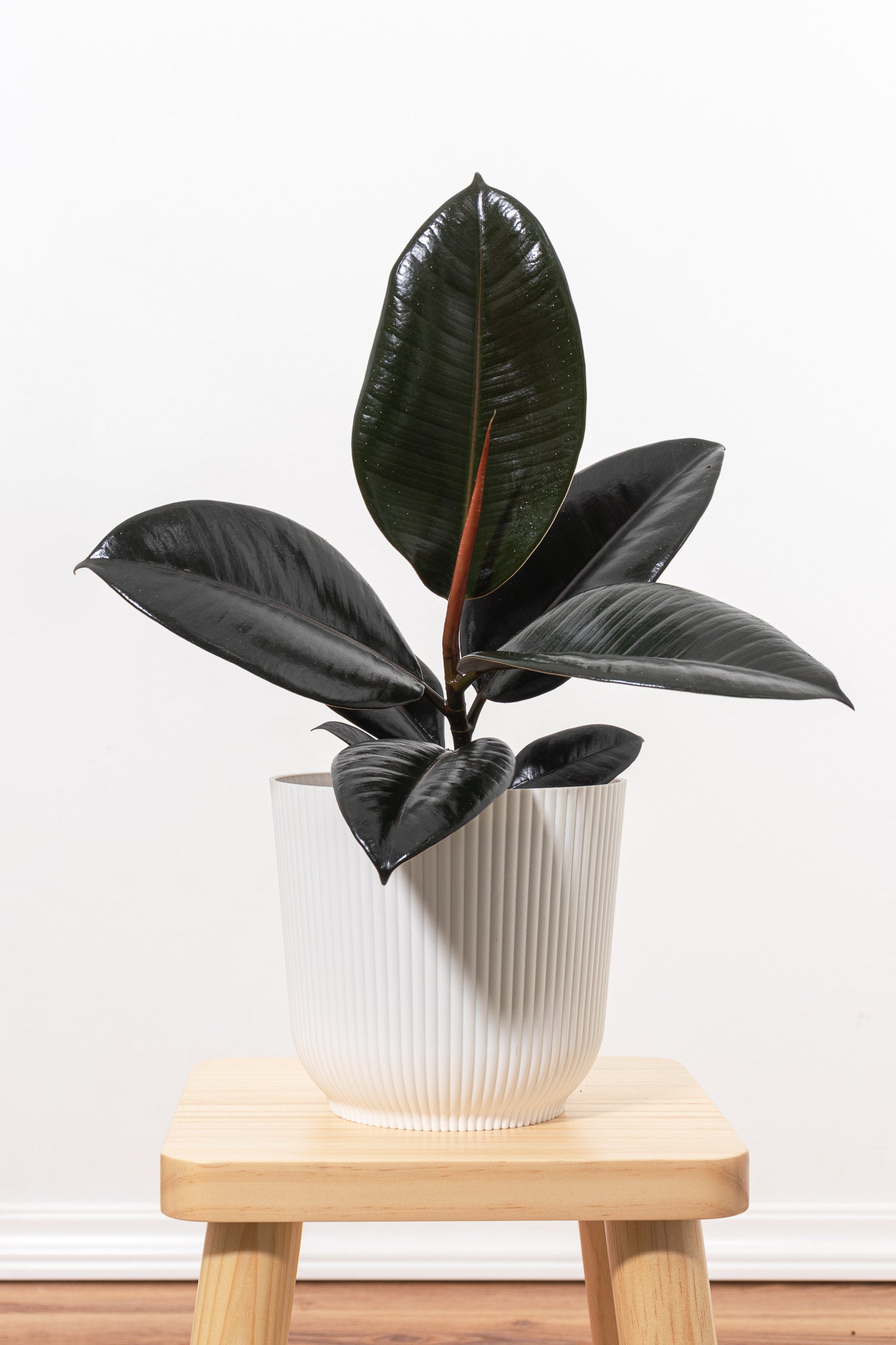 burgundy ficus elastica plant pot Burgundy Rubber Tree Plant, Rubber Plant Decor in 6" White Pot, Live Ficus Tree, Easy Plant Gift, Ficus Elastica Live Plant, Real Plants, Office