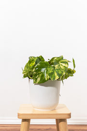 Golden Pothos