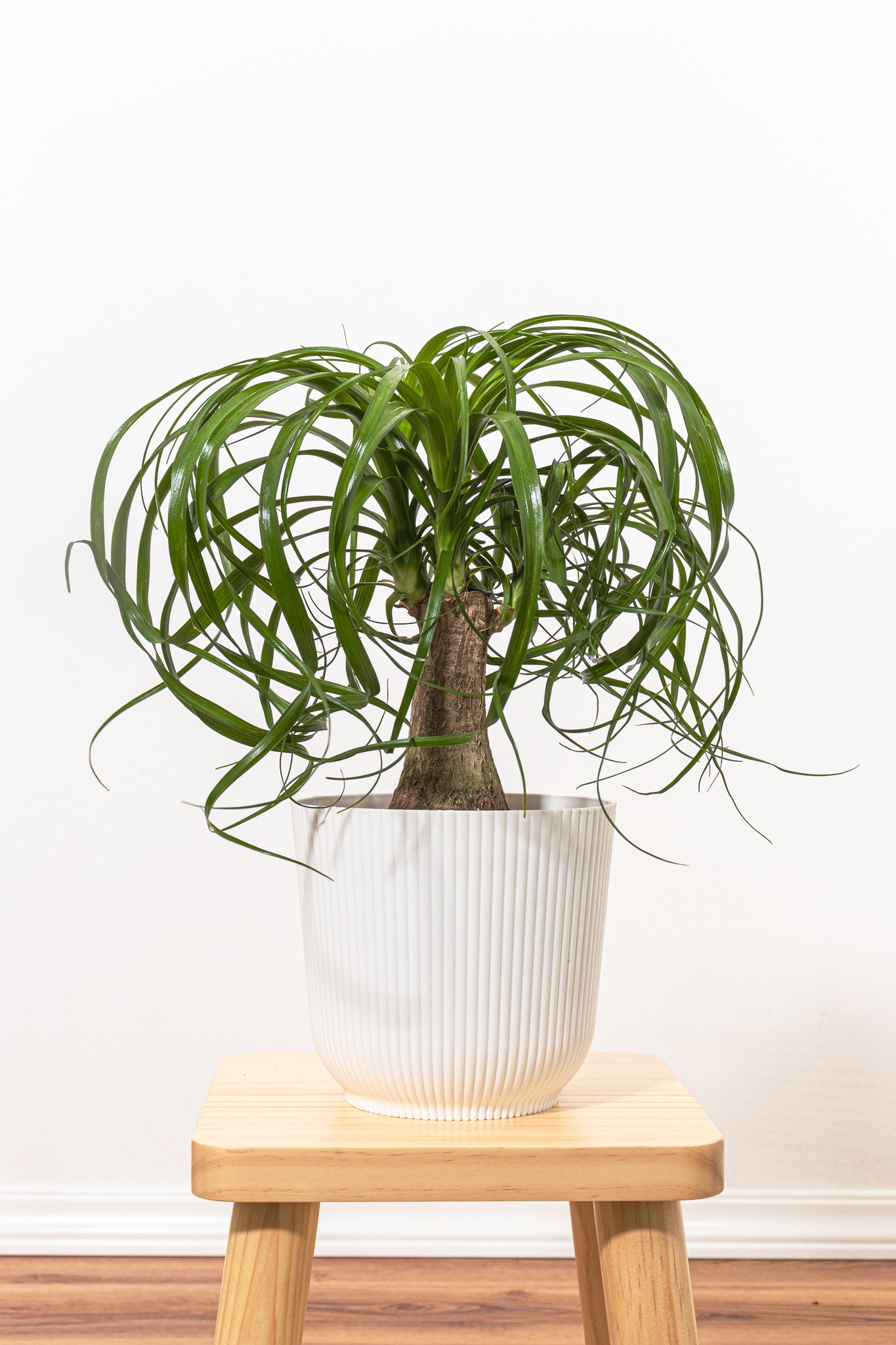 Ponytail Palm