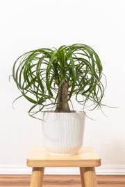 Ponytail Palm