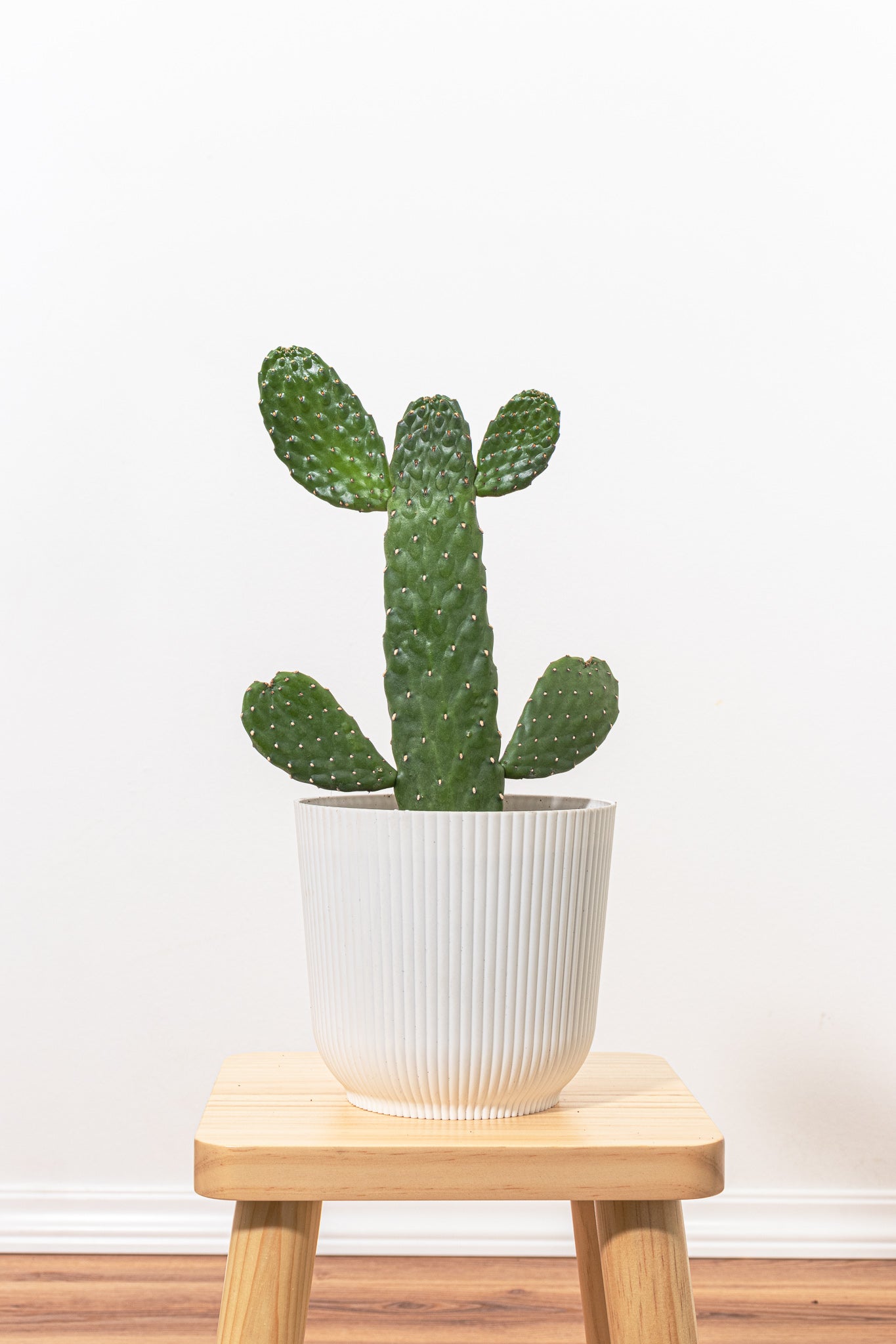 Roadkill Cactus Plant in 6 Inch Decor Pot | United Nursery