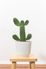 Roadkill Cactus