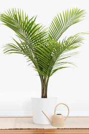 Majesty Palm