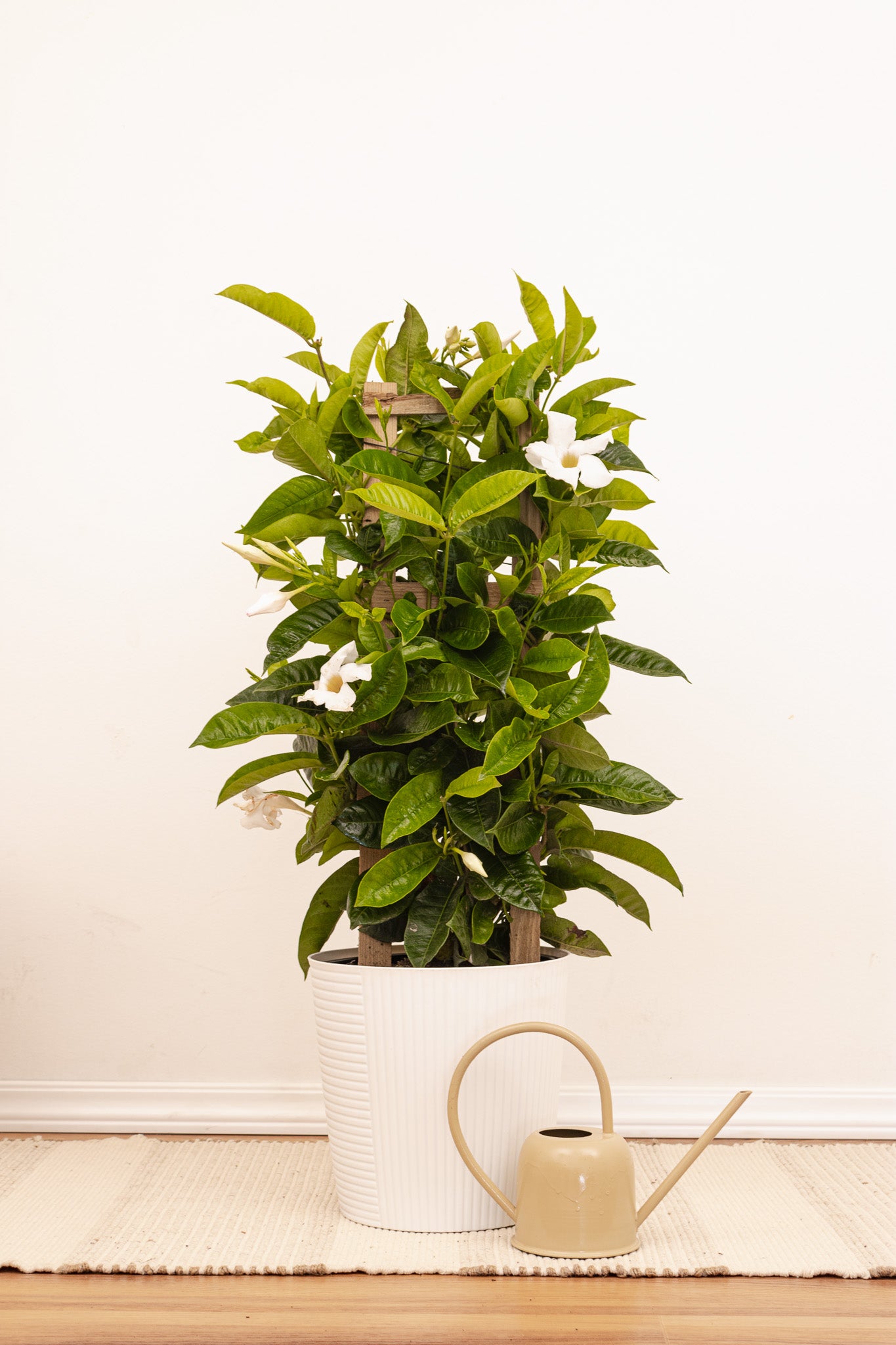 White Mandevilla Trellis
