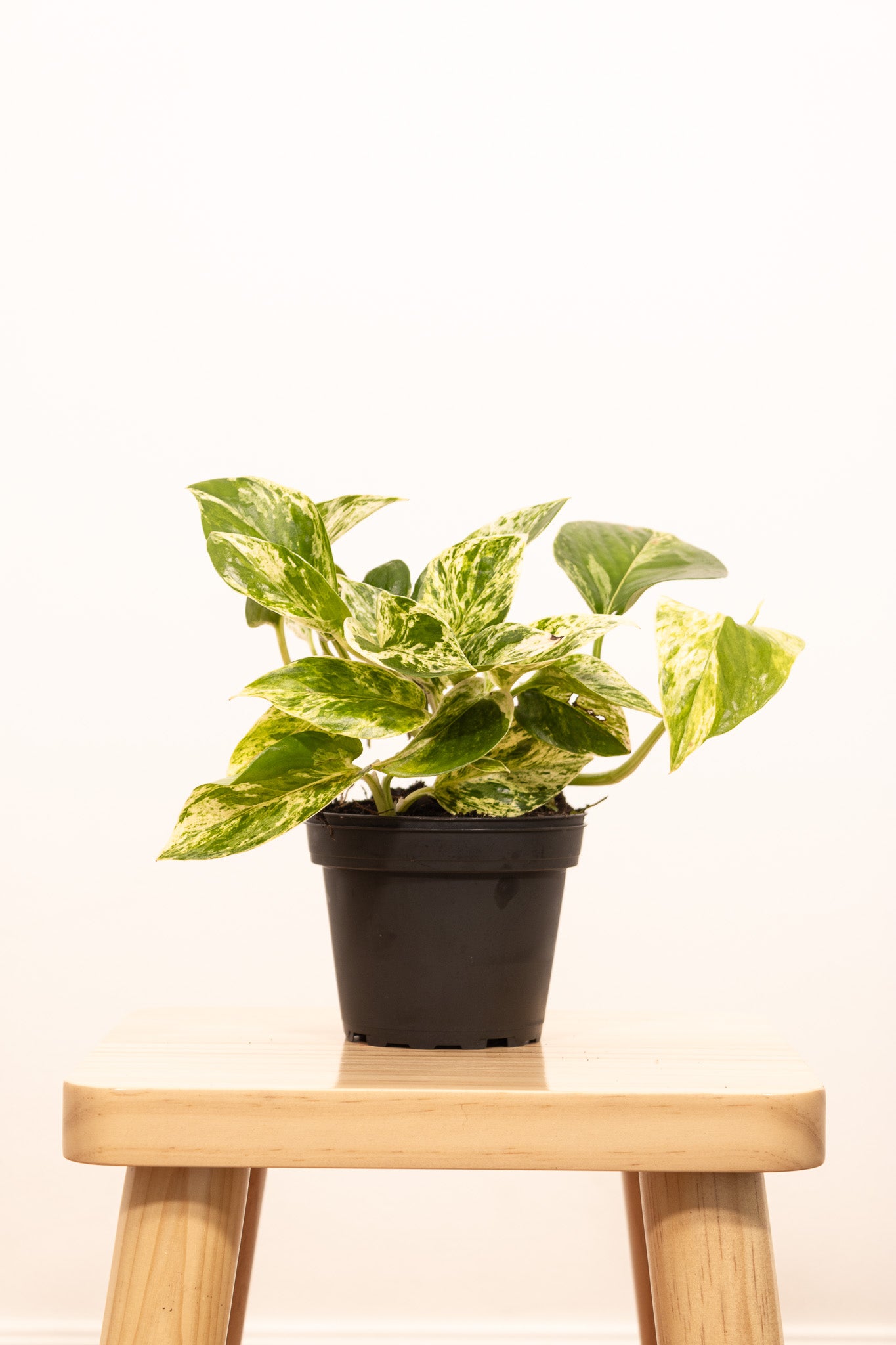 Pothos Marble Queen | Epipremnum Marble Queen Pothos Plant in 4” Pot | Easy-Care Potted Houseplants for sale | Trailing Indoor Plants