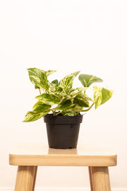 Marble Queen Pothos
