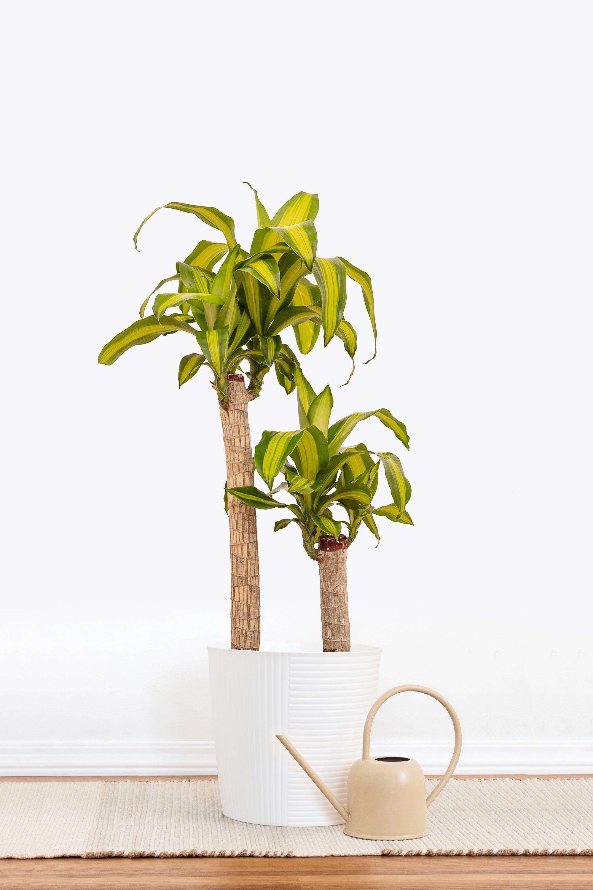 mass cane house plant care Mass Cane