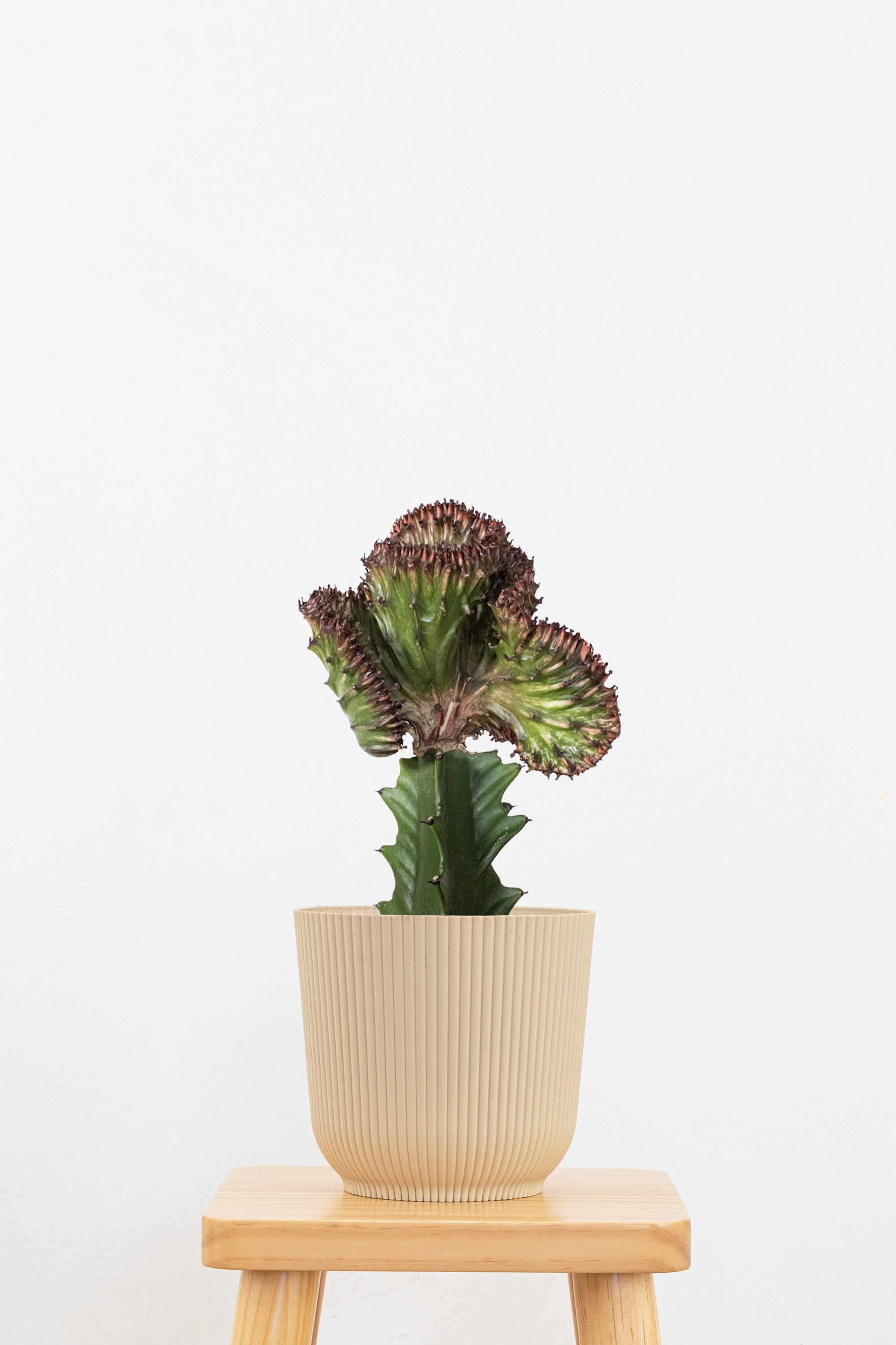 Green Mermaid Tail Plant in 6-in Decor Pot Coral Cactus