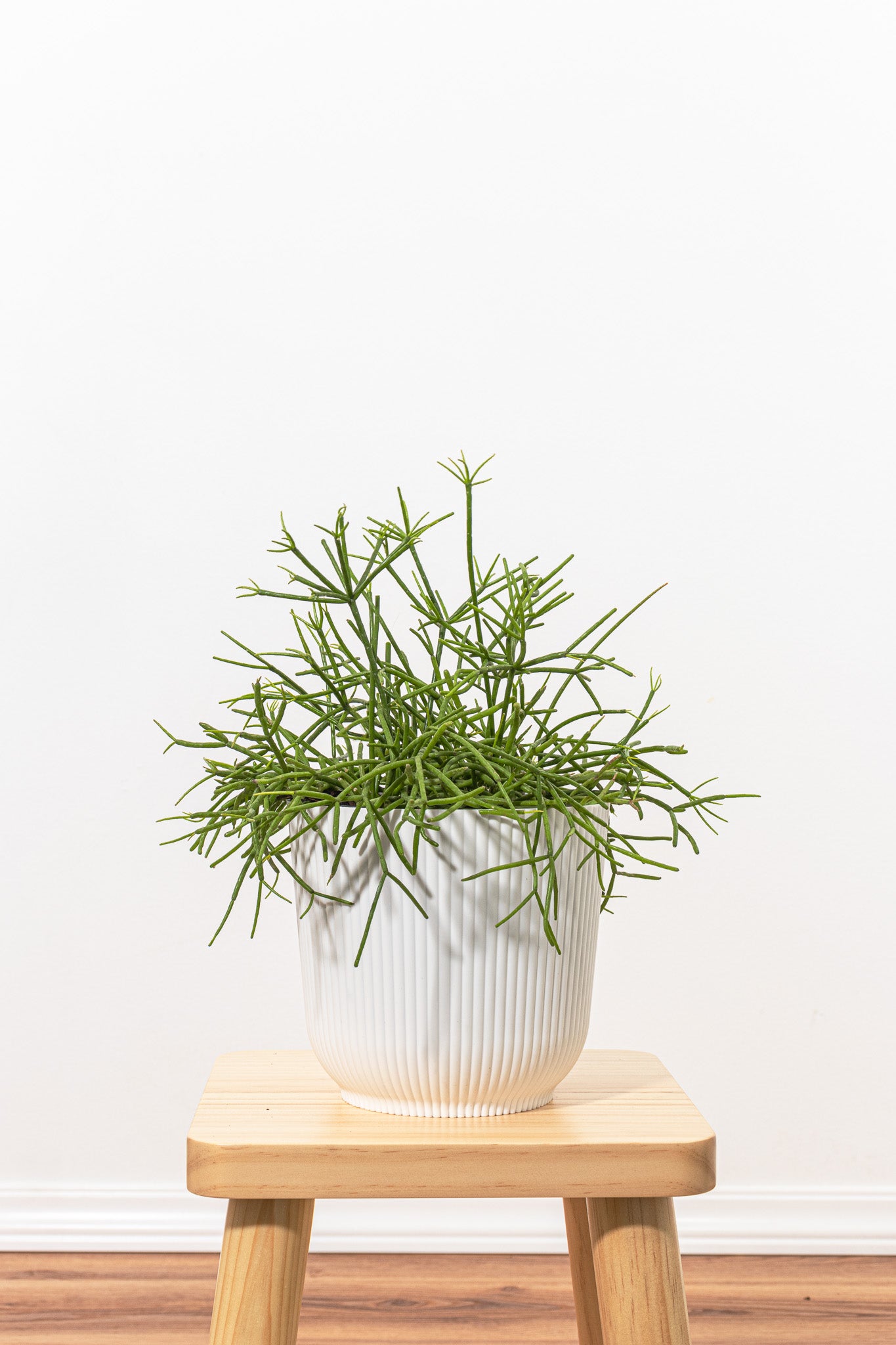 Mistletoe Cactus in 6-inch Decor Pot, Rhipsalis Baccifera