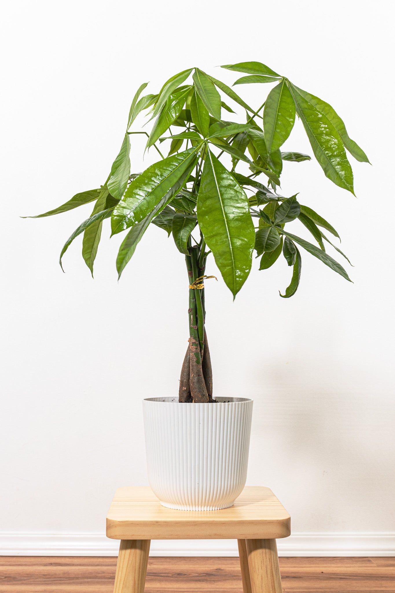 money money tree United Nursery Money Tree Live Pachira Aquatica in 6 inch Premium Ecopots Grey Pot with Removeable Drainage Plug