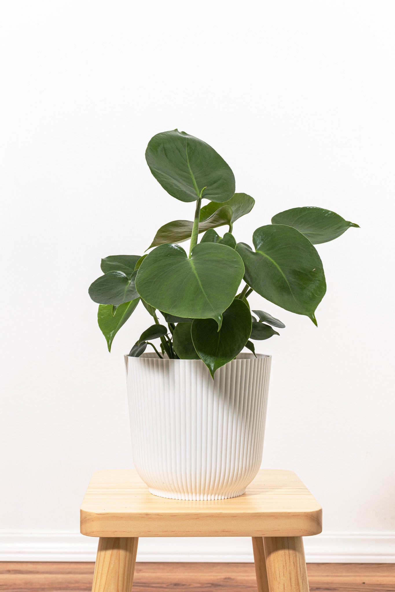 monstera planter pot Monstera Deliciosa