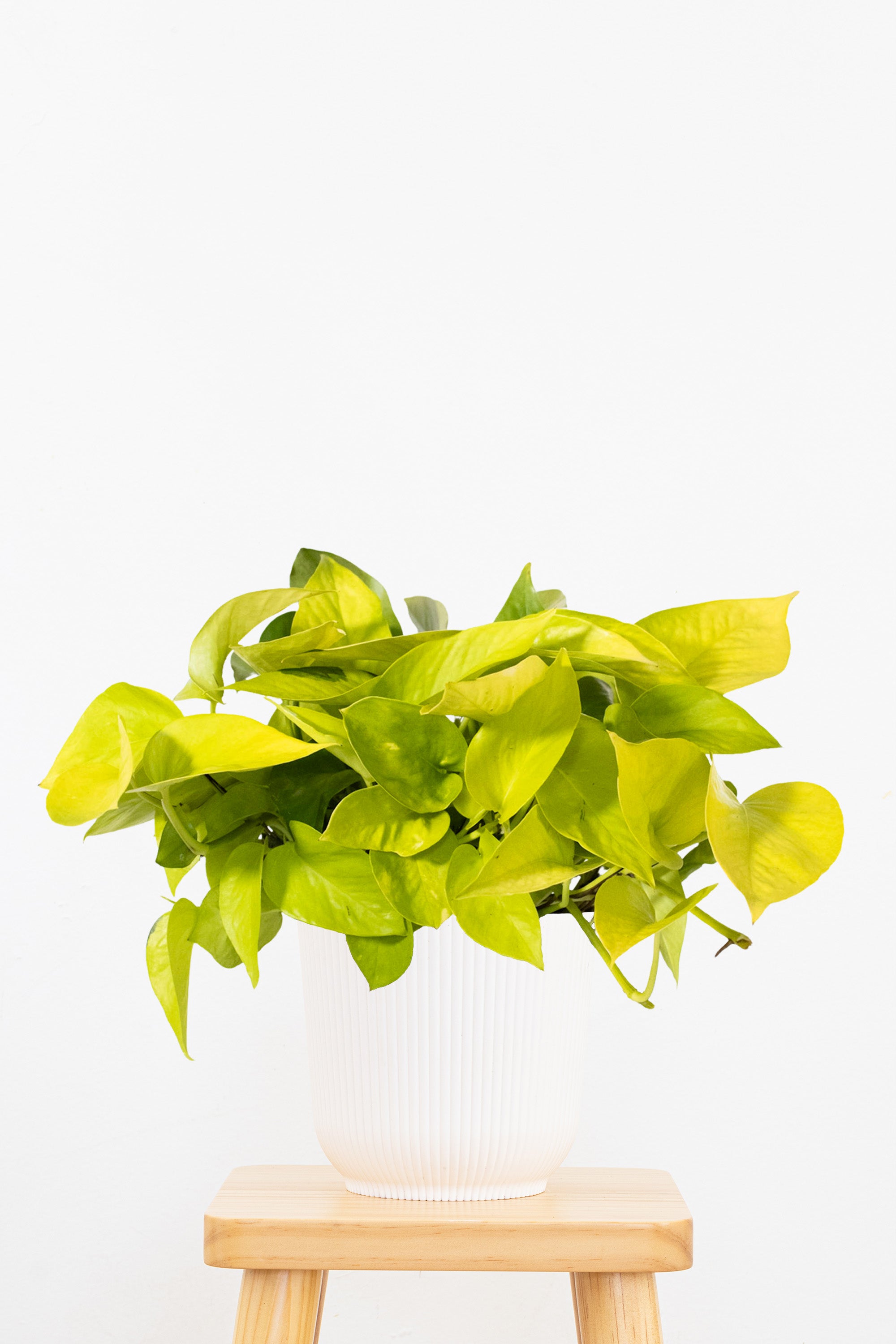 golden neon pothos Neon Pothos Plant in 6 in. Grower Pot