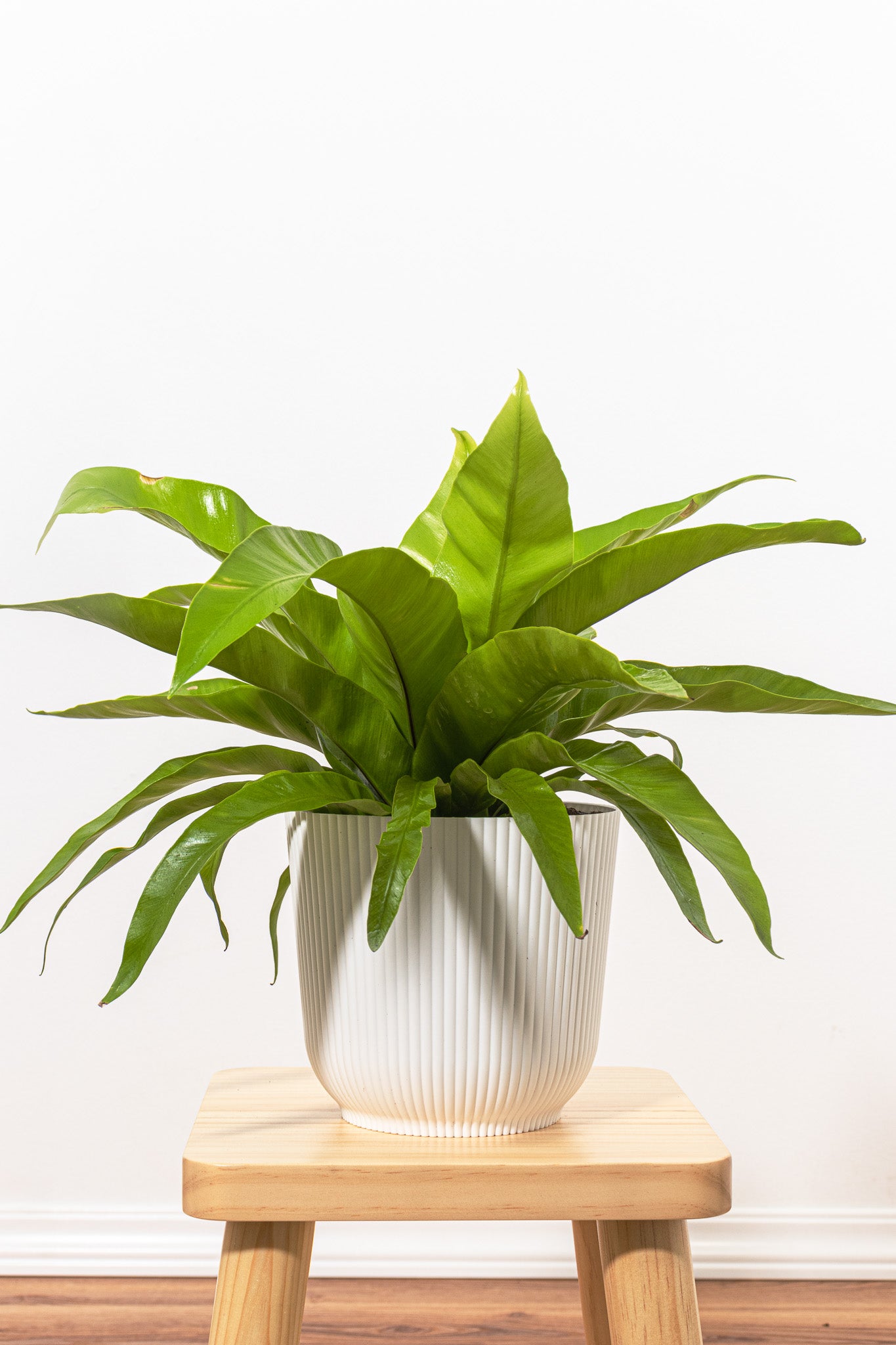 bird's nest fern light Bird's Nest Fern