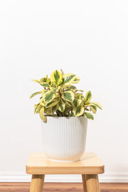 Peperomia Citrus Twist