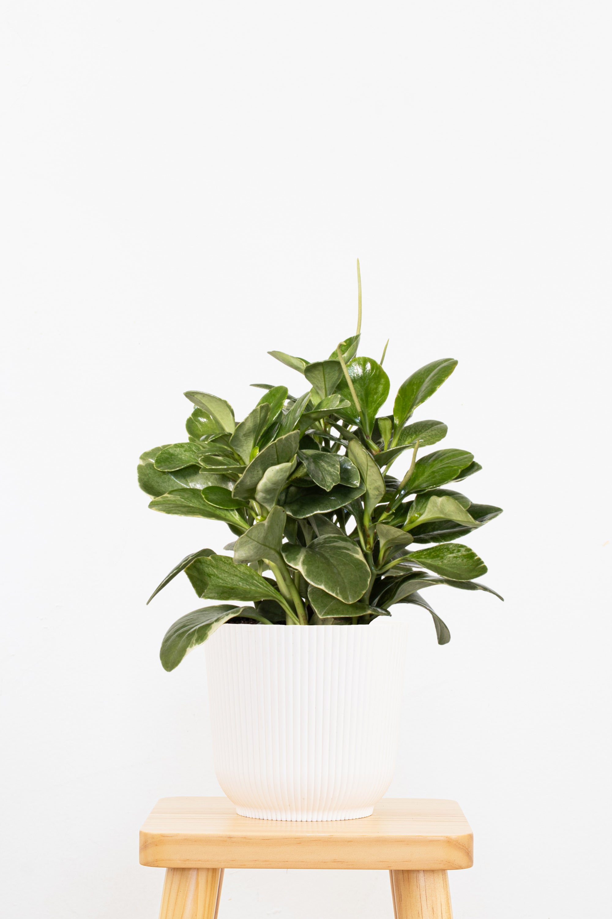 is peperomia indoor plant Peperomia Grey