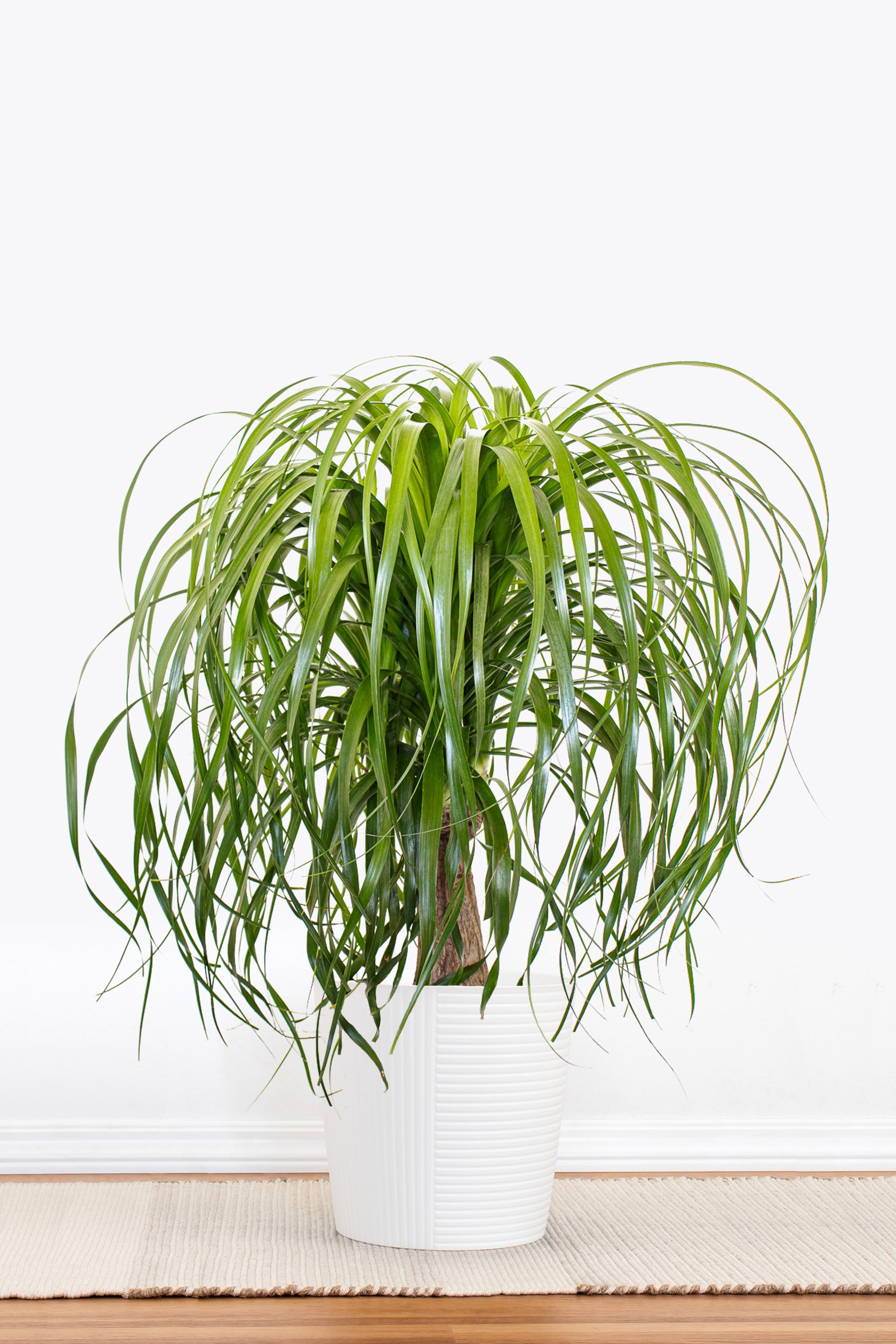 ponytail palm pot size Ponytail Palm in 10 in Decor Pot, Beaucarnea Recurvata