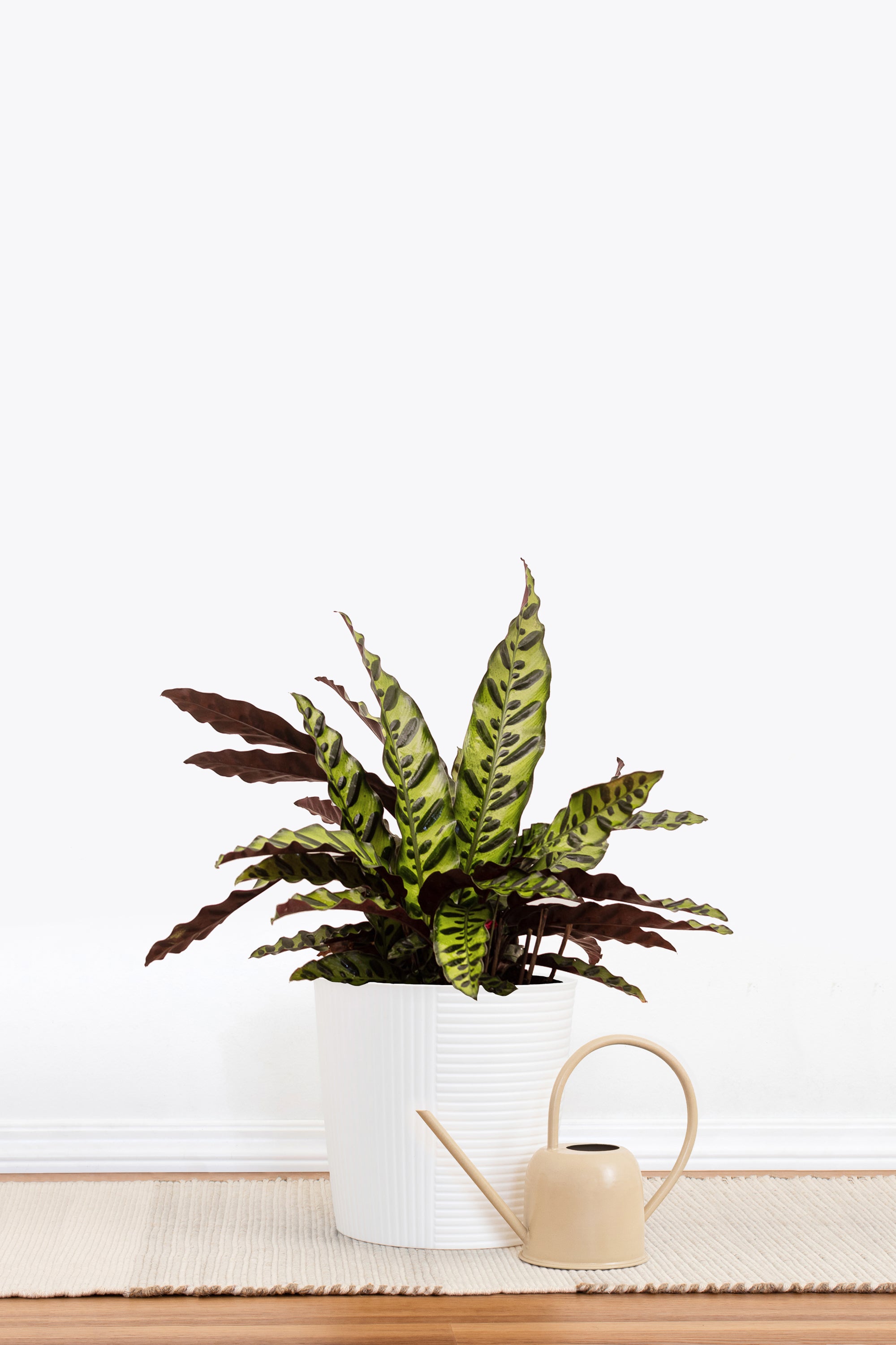 rattlesnake plant Rattlesnake Calathea