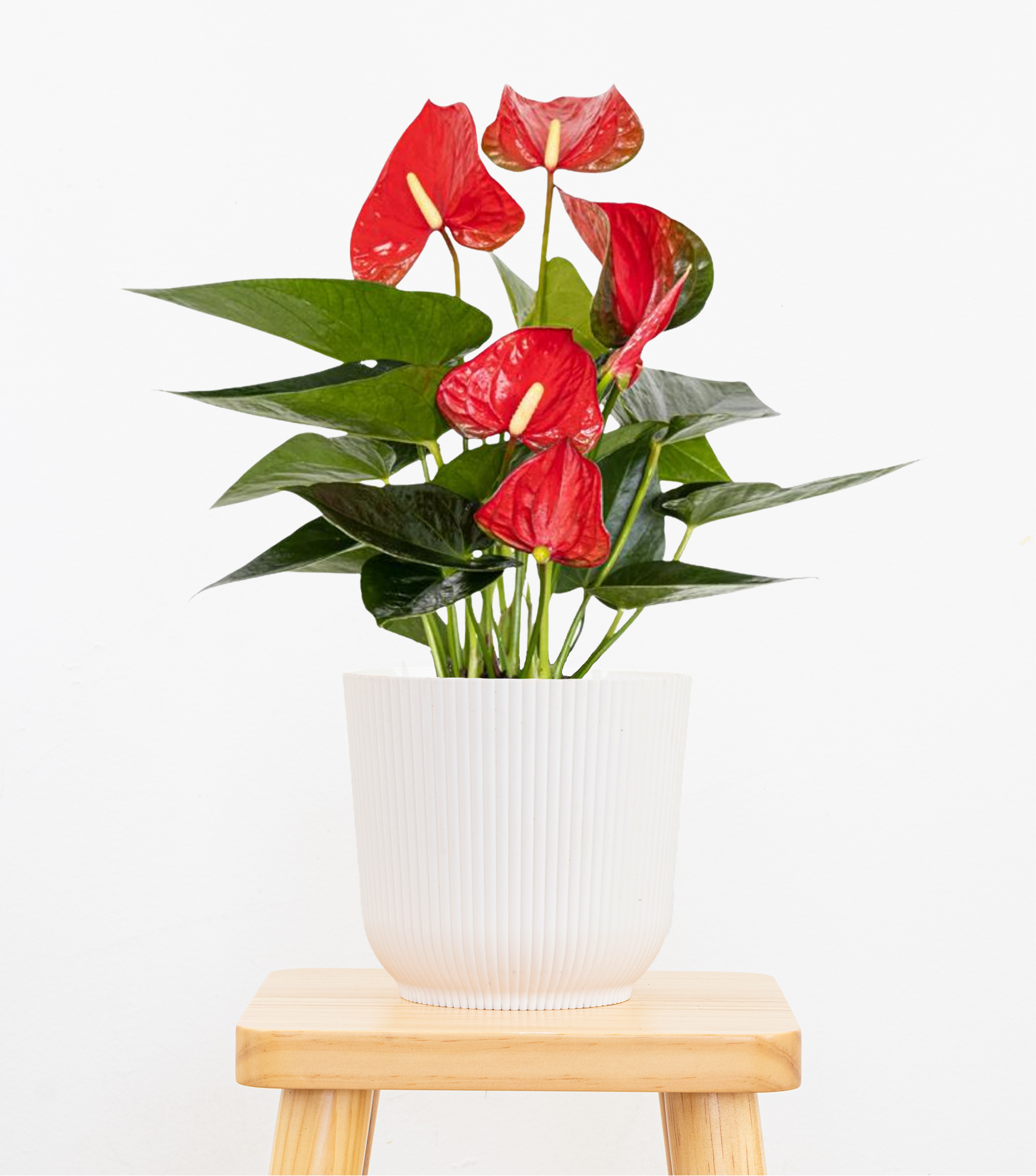 anthurium planter pot Anthurium Flamingo Flower Houseplant | 6in Red Decor Pot; Indirect Light