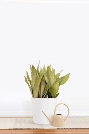 Sansevieria Moonshine