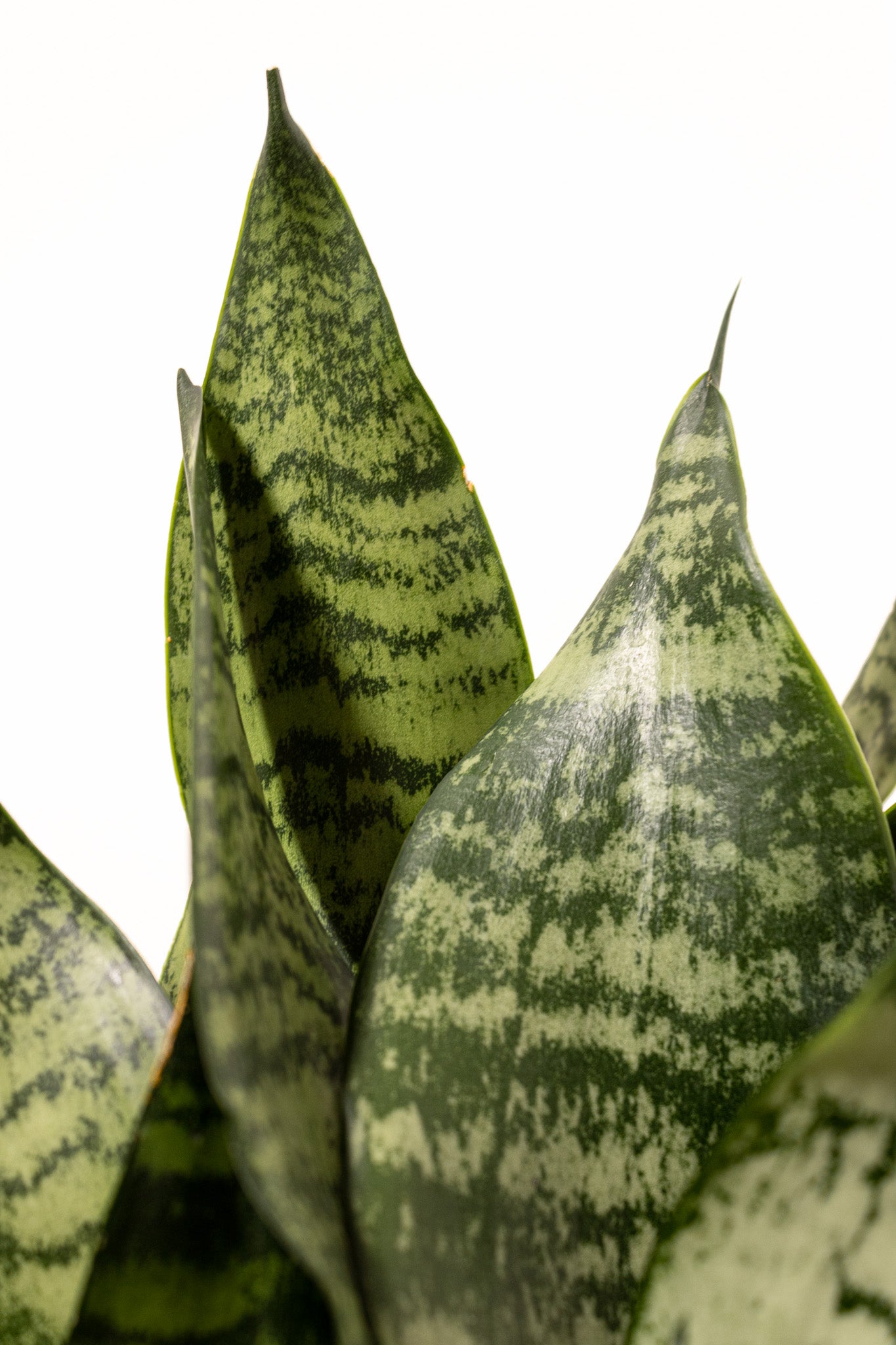 Sansevieria Robusta