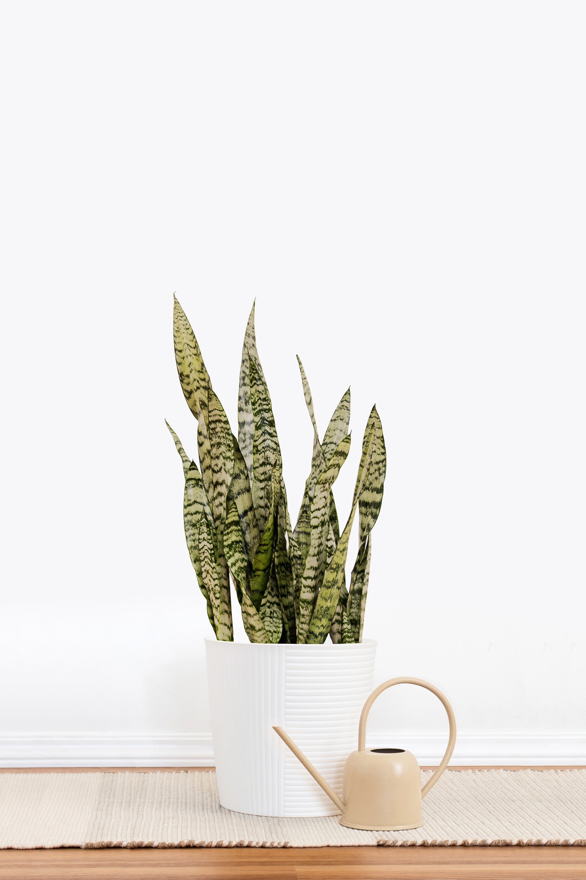 sansevieria enana United Nursery Sansevieria Zeylanica Live Snake Plant Indoor Outdoor Easy Care Plant in 10 inch Premium Ecopots Grey Pot
