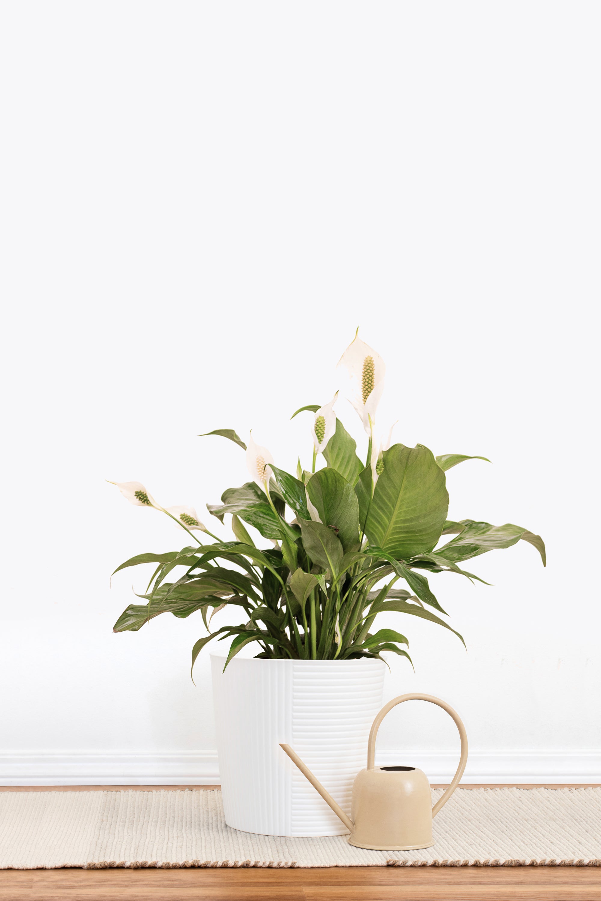 United Nursery Peace Lily Plant Live Spathiphyllum Indoor Outdoor Plant in 10 in. Premium Ecopots White Gray