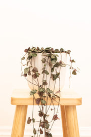 String of Hearts