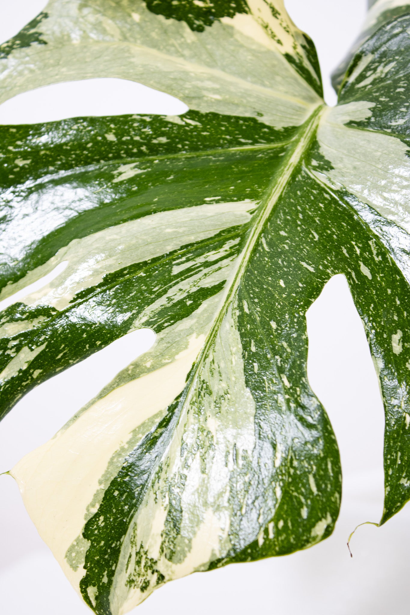 Monstera Thai Constellation