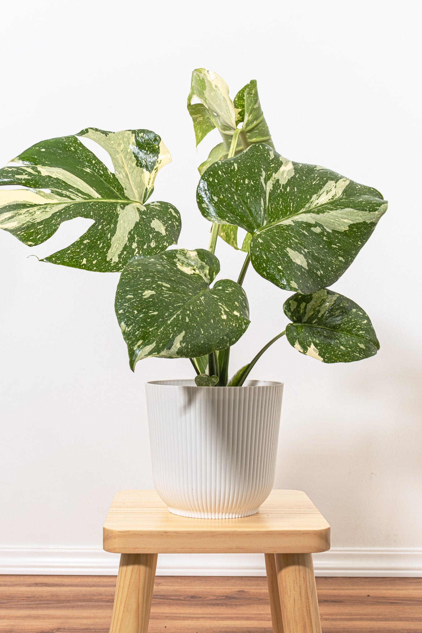 Monstera Thai Constellation Cheese Plant Variegated 6cm Pot