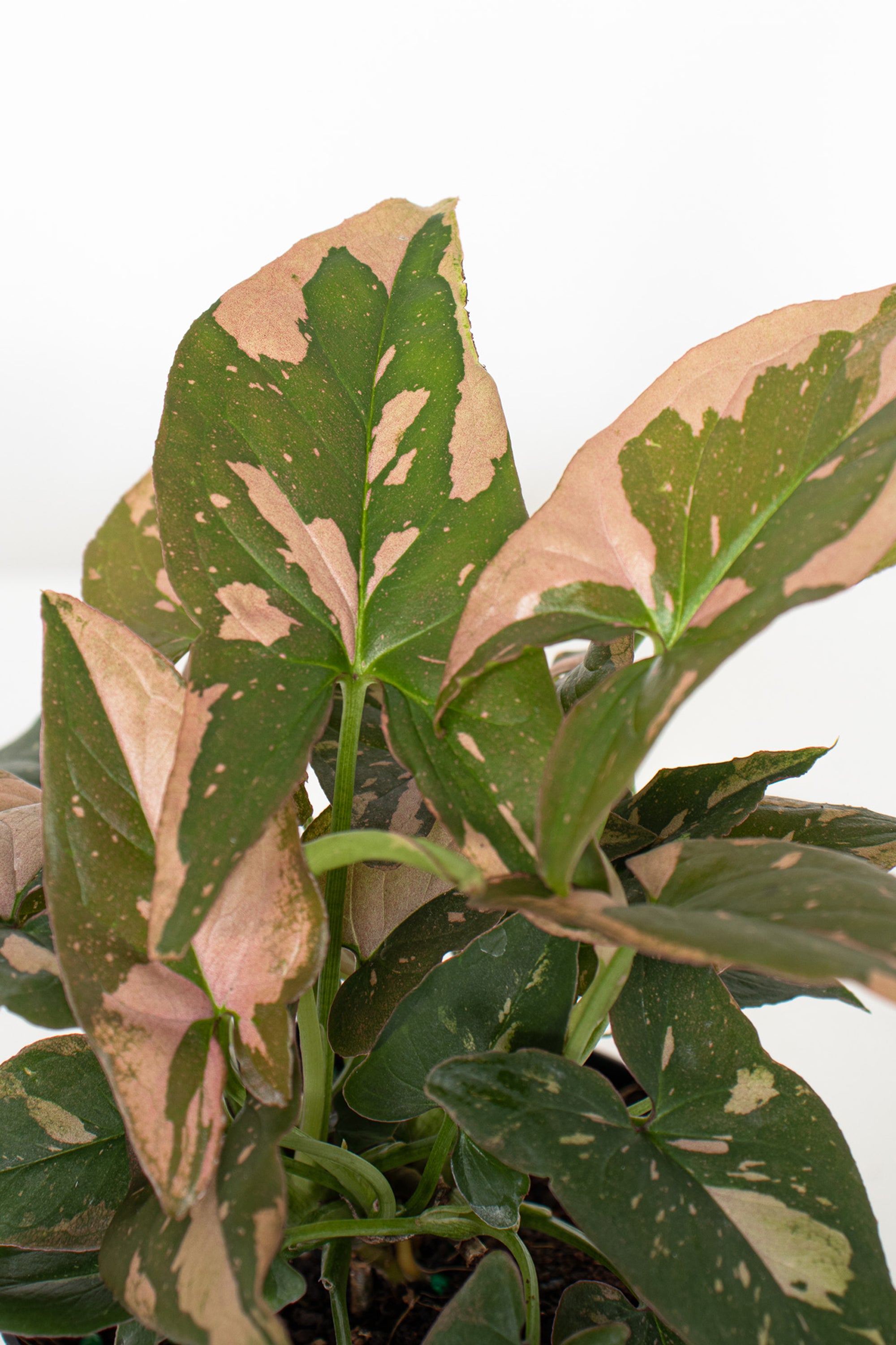 Syngonium Tricolor